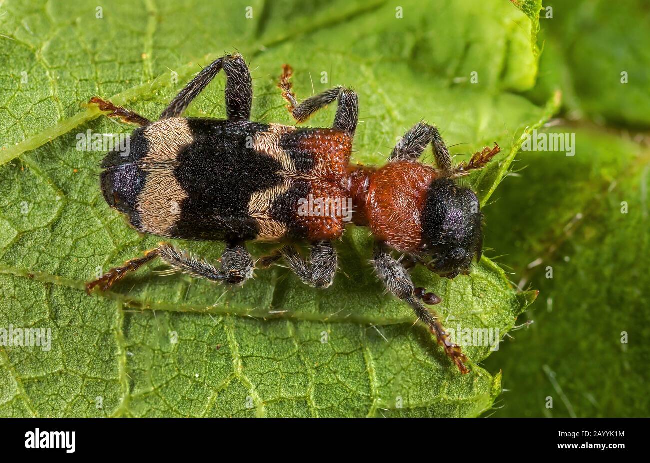 Ant beetle, European Red-bellied Clerid (Thanasimus formicarius), sitting on a leaf, view from above, Germany Stock Photo