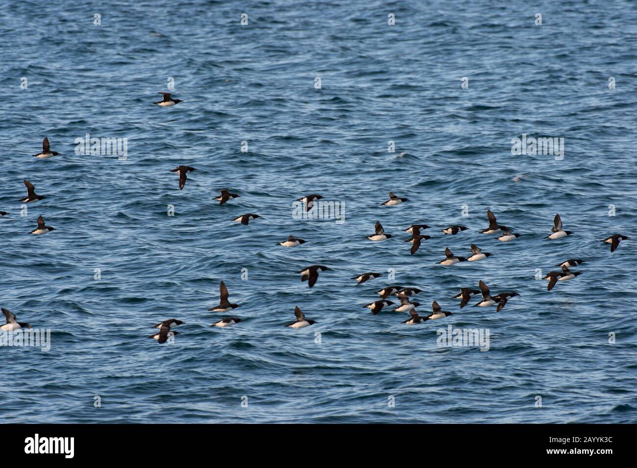 A flock of Thick-billed murres or Brünnich's guillemot (Uria lomvia) flying over the Arctic Ocean near Alkefjellet, which one of the largest bird clif Stock Photo