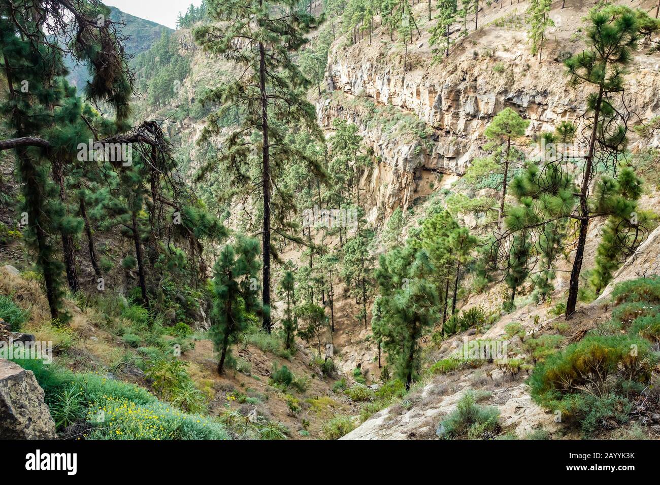 Stony path at upland surrounded by pine trees at sunny day. The slopes of a narrow deep gorge covered with centuries-old pines. Rocky tracking road in Stock Photo