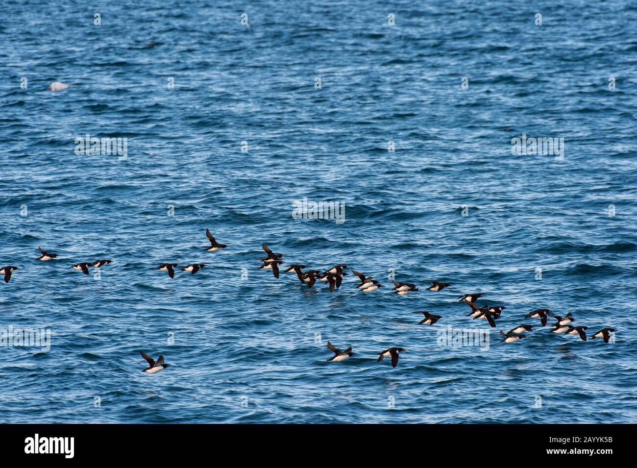 A flock of Thick-billed murres or Brünnich's guillemot (Uria lomvia) flying over the Arctic Ocean near Alkefjellet, which one of the largest bird clif Stock Photo