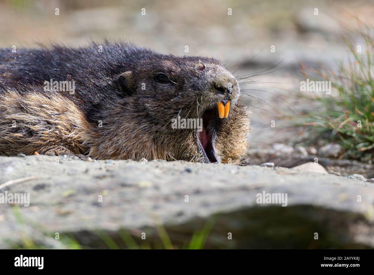 alpine marmot (Marmota marmota), with open mouth, Austria, Grossglockner Stock Photo