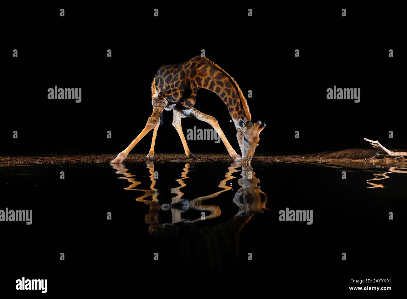 giraffe (Giraffa camelopardalis), drinking at a waterhole in the night, South Africa, Kwazulu-Natal, Zimanga Game Reserve Stock Photo