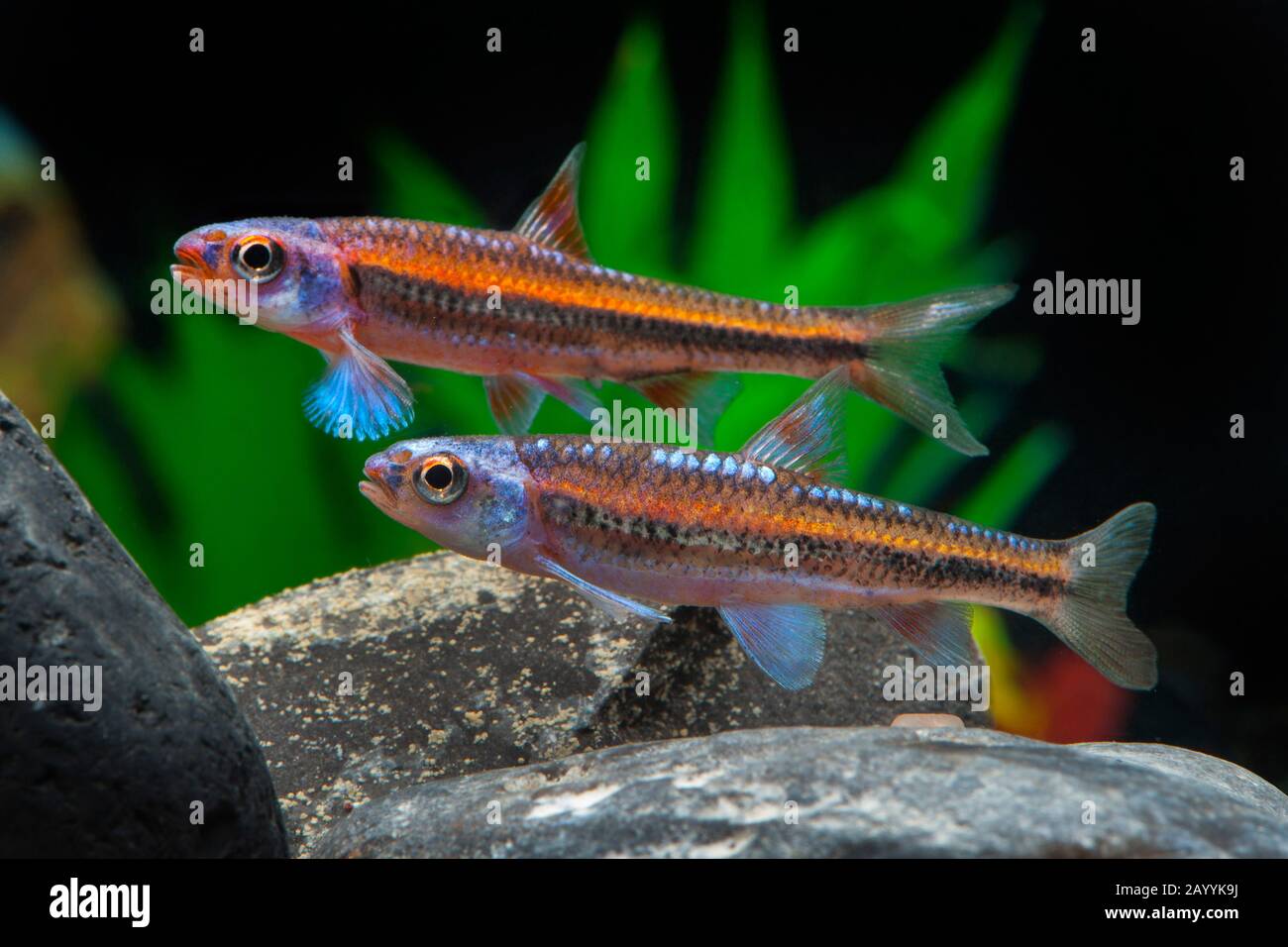 Rainbow shiner (Notropis chrosomus), two swimming Rainbow shiners Stock Photo