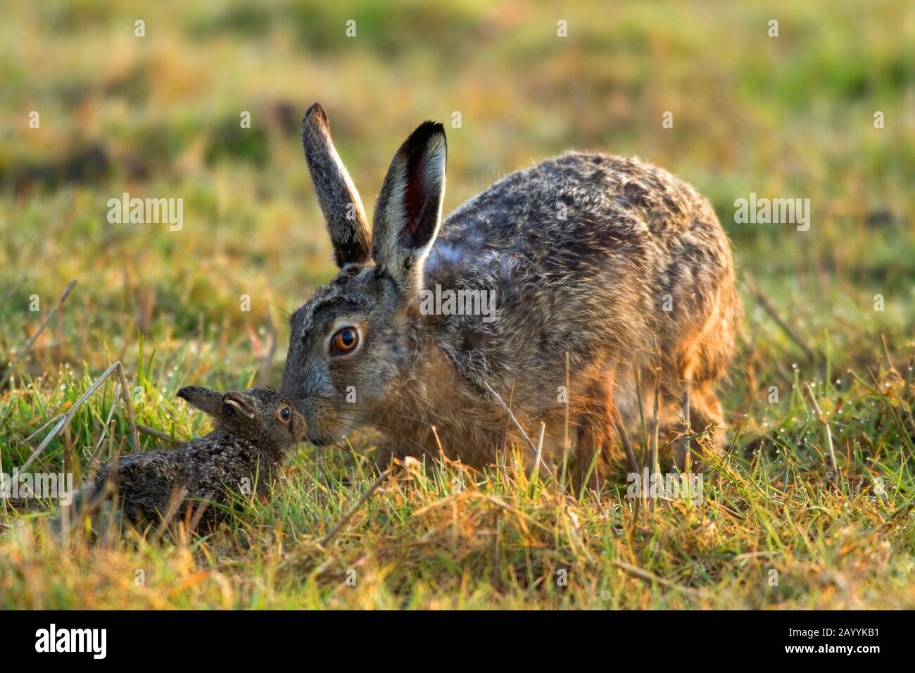 European hare, Brown hare (Lepus europaeus), female hare with young animal in a meadow, side view, Germany, North Rhine-Westphalia Stock Photo