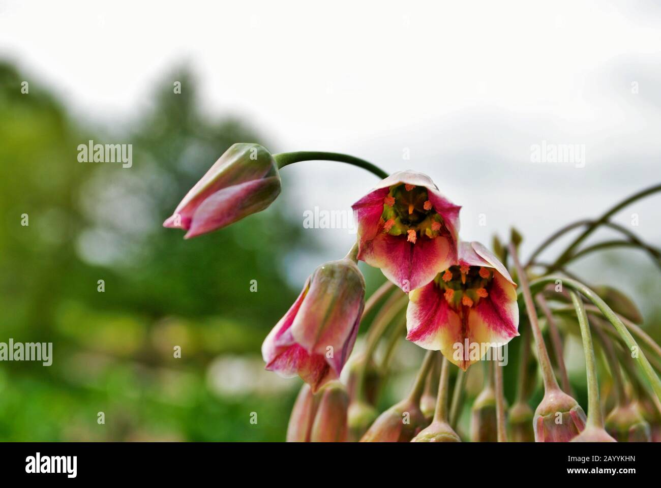 Close up of a cluster of small Mediterranean bells flowers in my garden nectaroscordum siculum allium Stock Photo