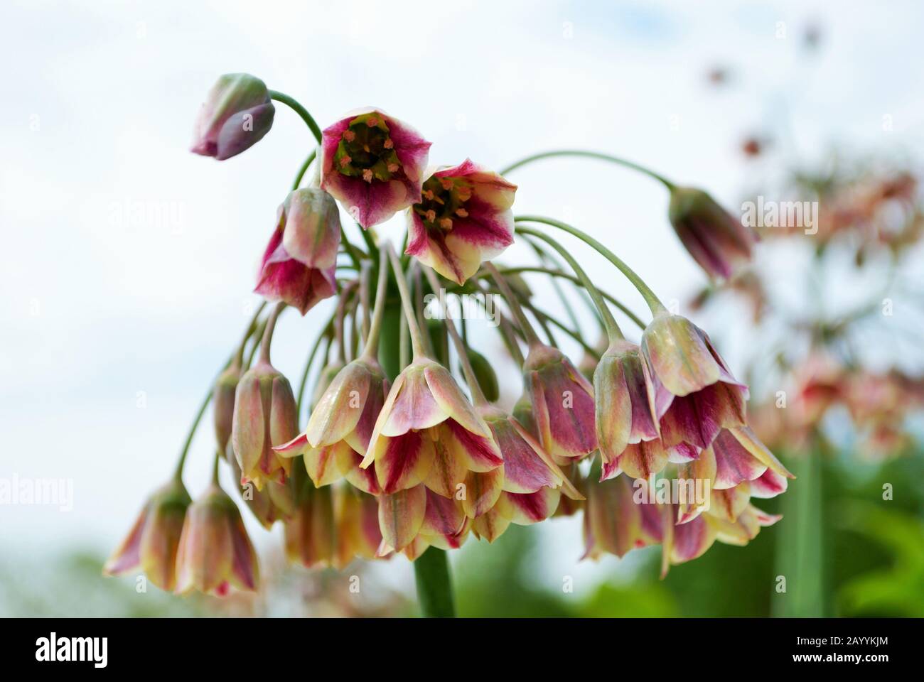 Close up of a cluster of small Mediterranean bells flowers in my garden nectaroscordum siculum allium Stock Photo