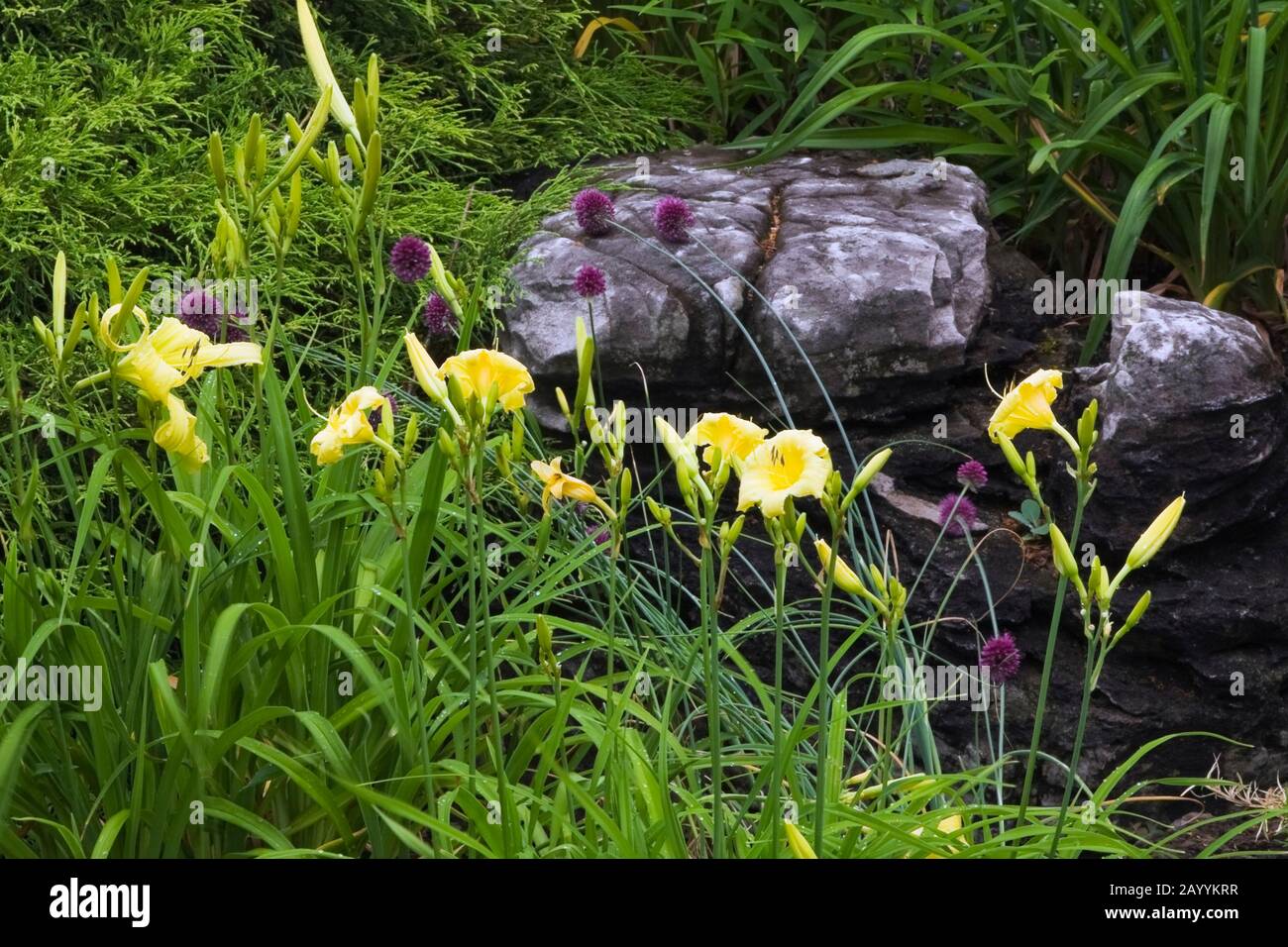 Yellow Hemerocallis hybrid - Daylily flowers and Champlain Sea rock in border in front yard country garden in summer. Stock Photo