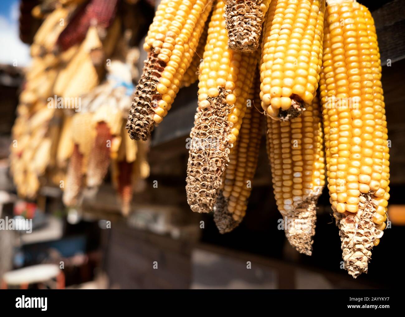 Close-up view of a group of maize (Zea mays) ears of corn hanging from a hórreo in Pedroveya (Quirós, Principality of Asturias, Spain) Stock Photo
