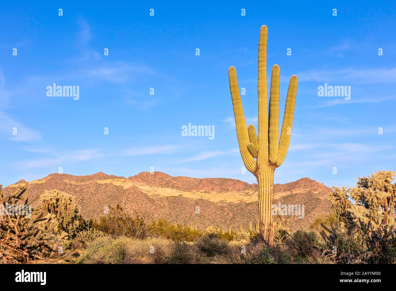 Saguaro cactus and Sonoran Desert in Arizona Stock Photo - Alamy