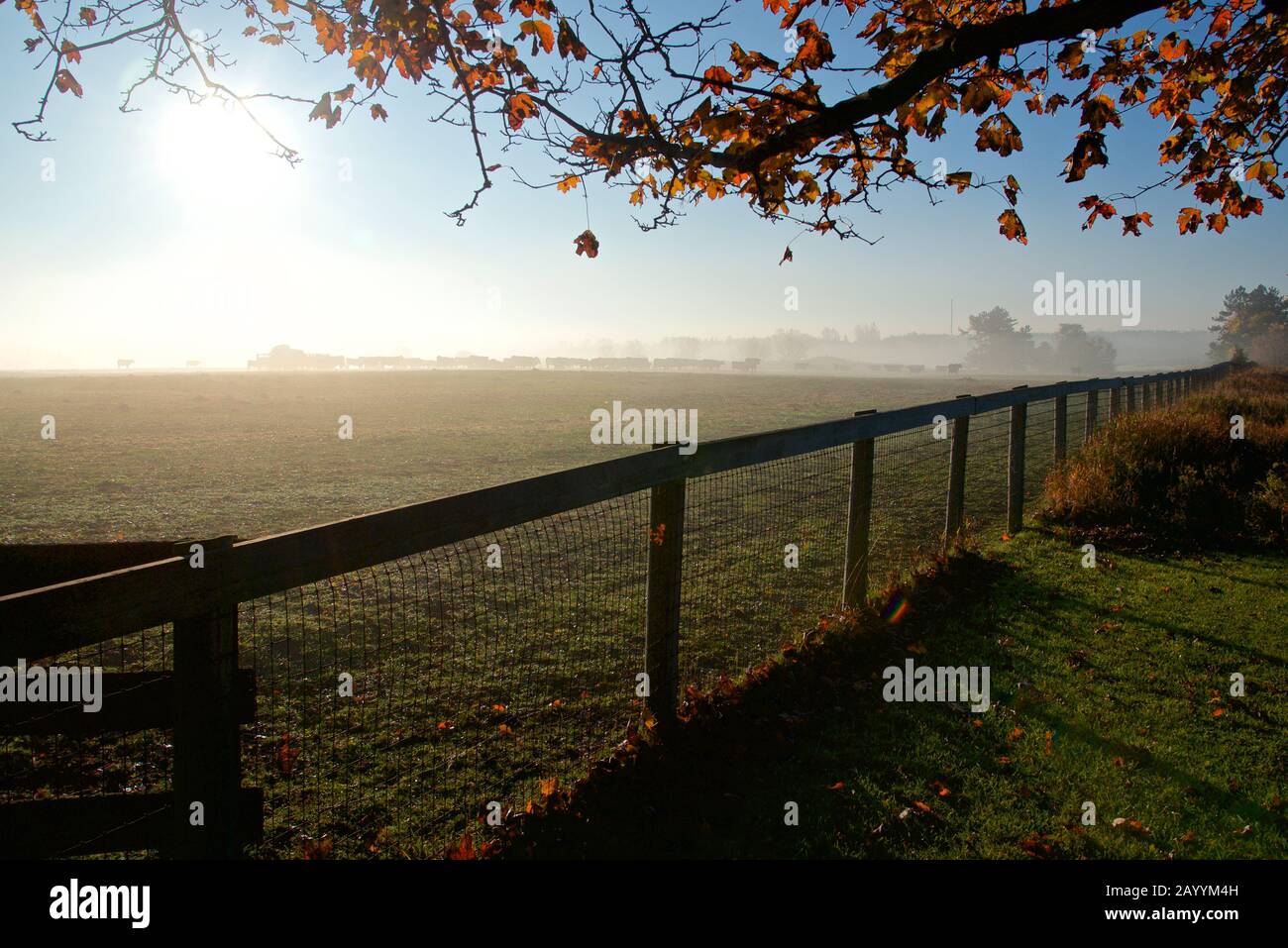 cattle ranch with fences in foreground Stock Photo
