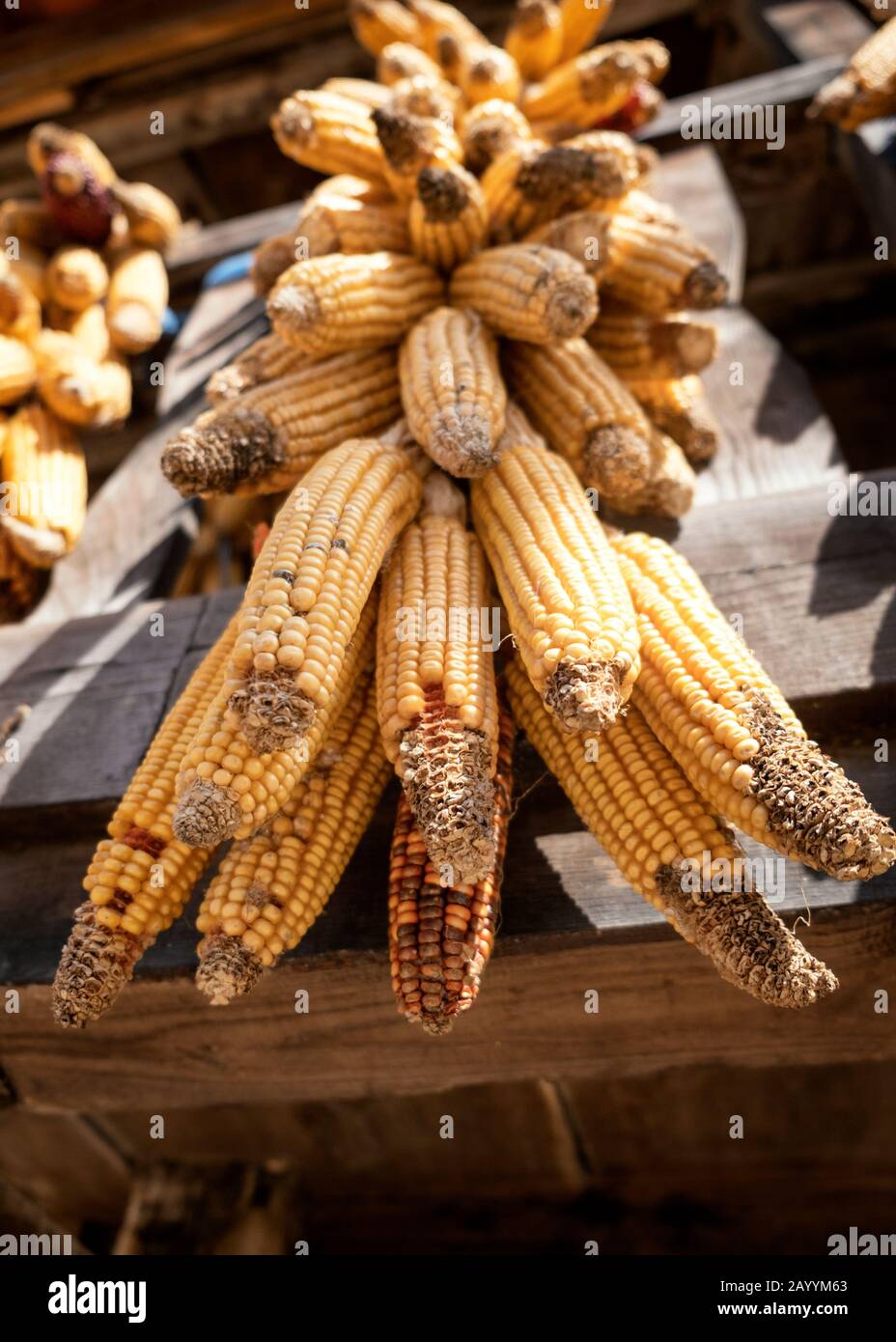 Close-up view of a group of maize (Zea mays) ears of corn hanging from a hórreo in Pedroveya (Quirós, Principality of Asturias, Spain) Stock Photo