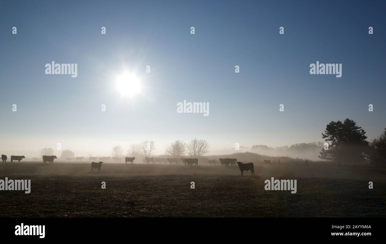 the cattle farm in the morning Stock Photo