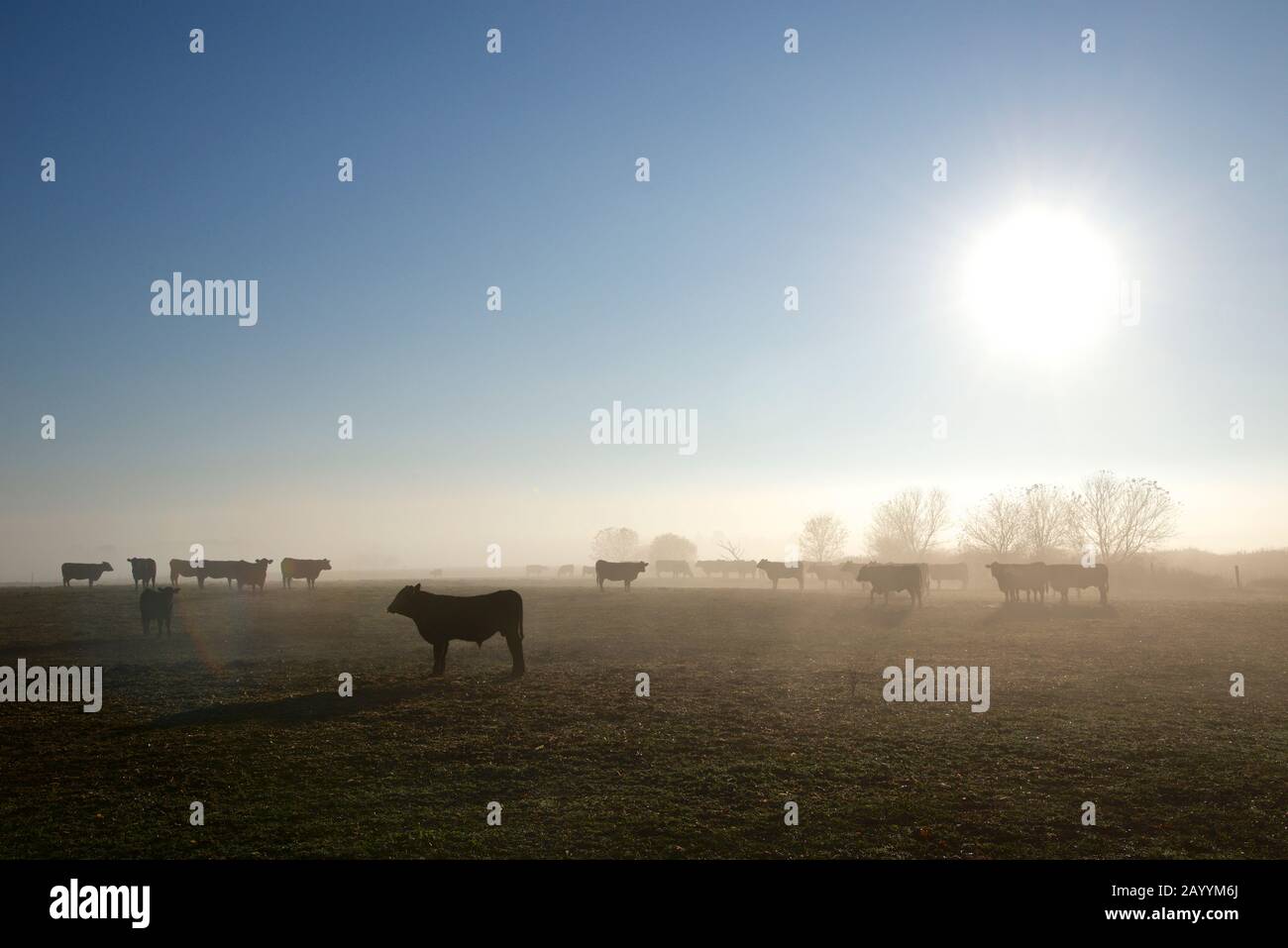 cattle farm Stock Photo