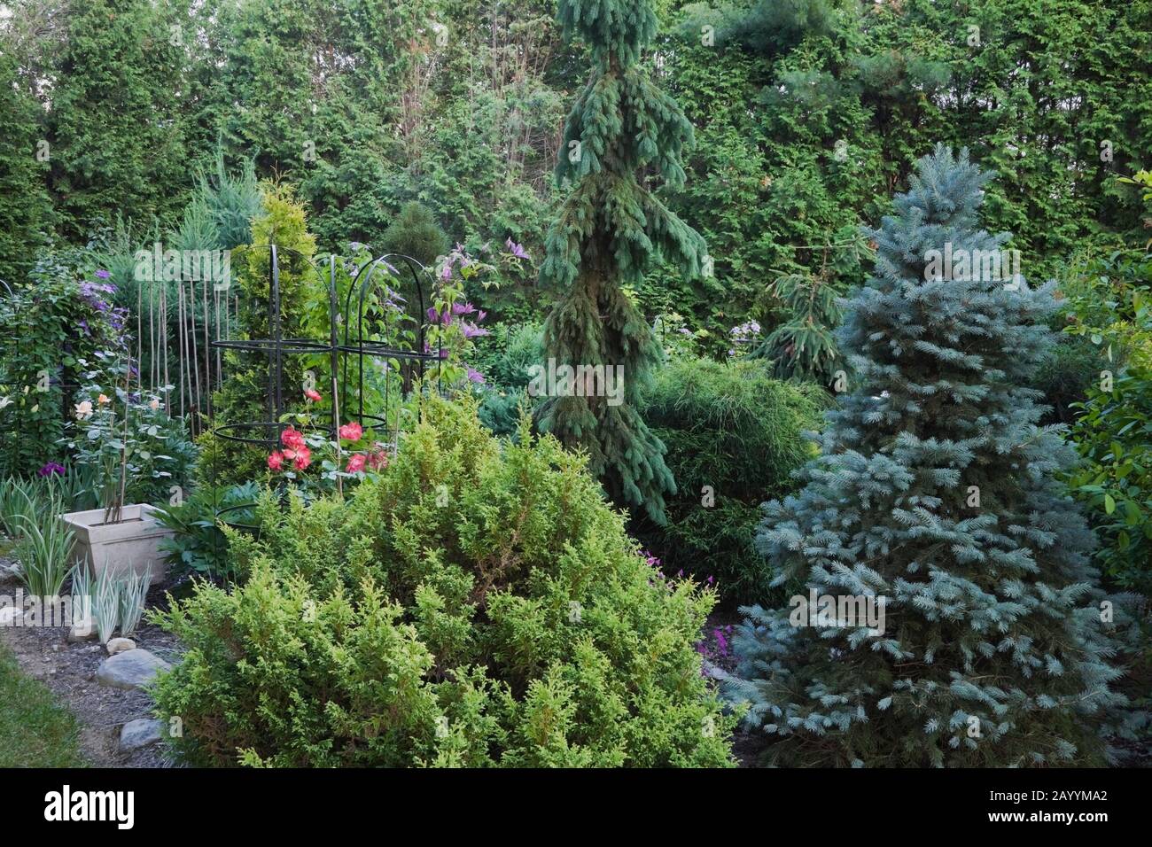 Chamaecyparis pisifera ‘Filifera Sungold - False Cypress', Picea pungens ‘Sester’s Dwarf’ - Spruce, Picea glauca ‘Pendula’ trees in backyard garden. Stock Photo