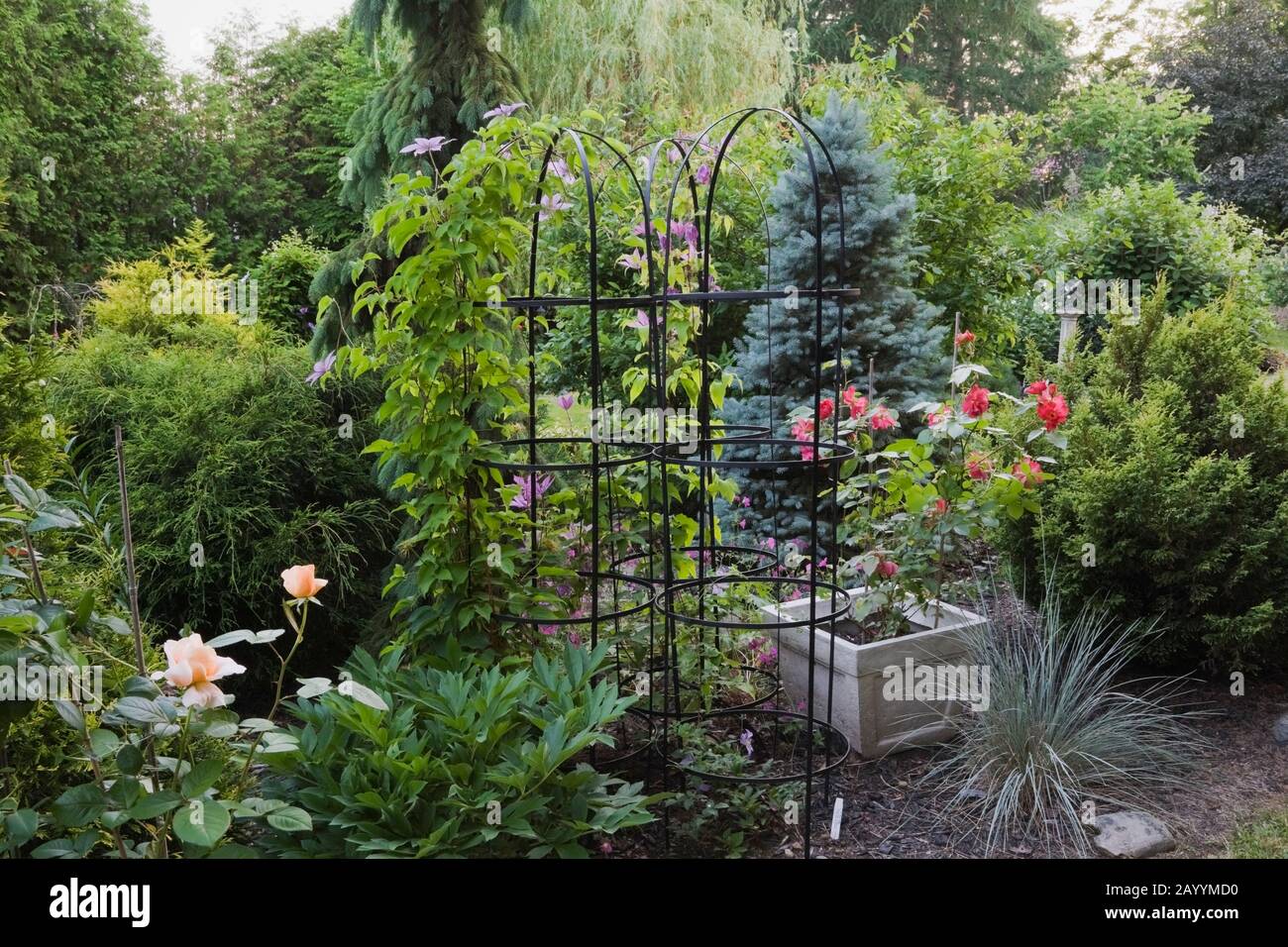 Black wrought iron metal tubular trellis structures with Clematis ‘Barbara Jackman’, ’Blue Light’, 'Elsa Spath’ flowers, Helictotrichon sempervirens. Stock Photo