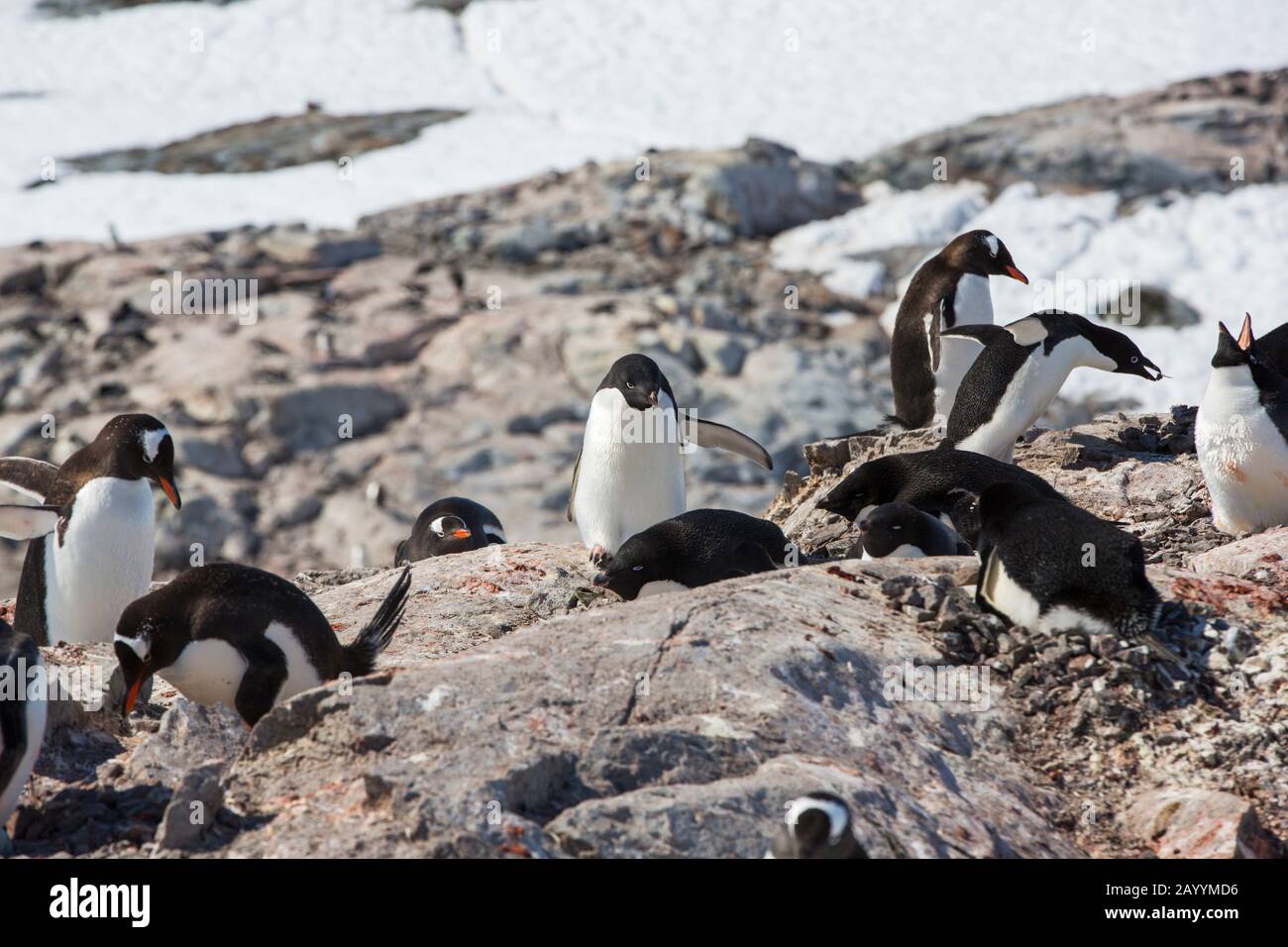 Adelie land hi-res stock photography and images - Alamy