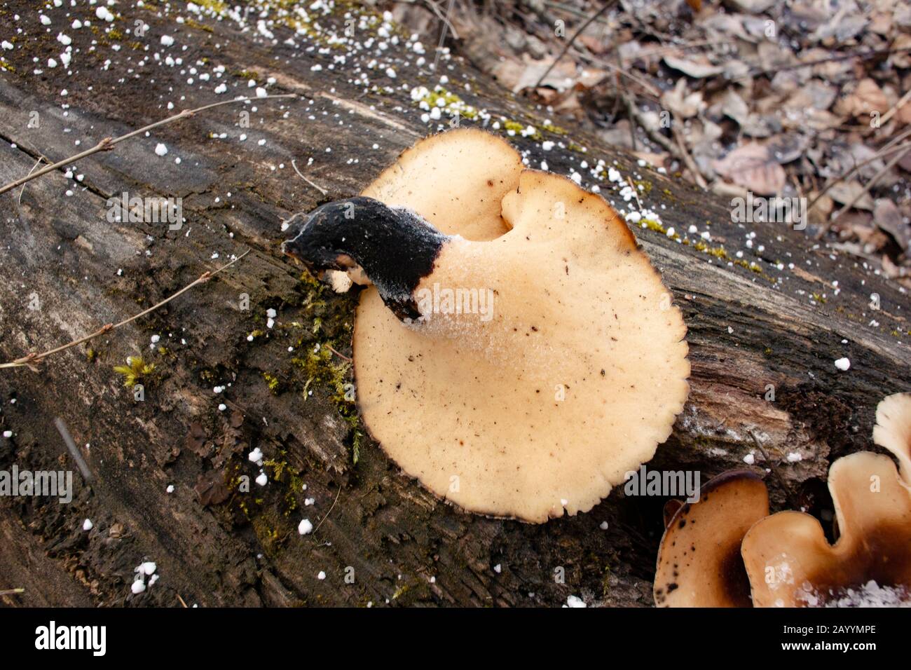 Winter. Black-Footed Polypore, Royoporus badius, found growing on the trunk of a dead black cottonwood log, Populus trichocarpa, in Troy, Montana. Stock Photo