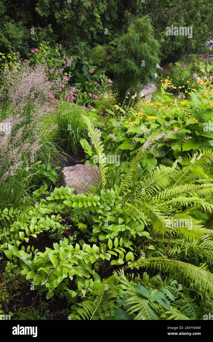English border planted with Pteridophyta - Ferns, yellow Helianthus - Sunflowers, Miscanthus - Ornamental Grasses, pink Hydrangeas in estate garden. Stock Photo