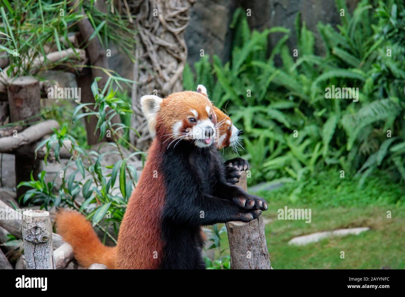 Cute little red pandas in a nature park Stock Photo - Alamy