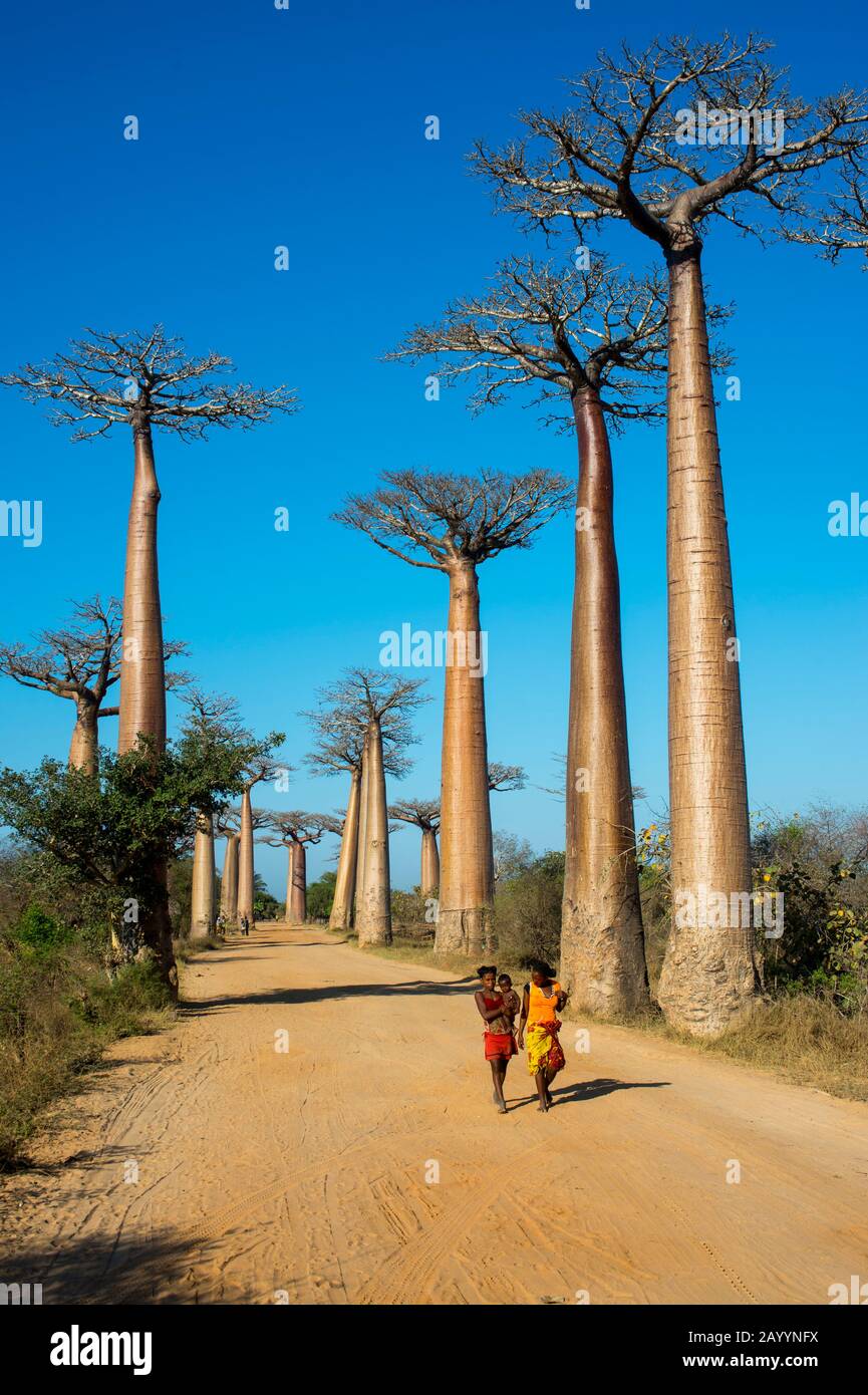 Local People Walking Through Baobab Alley Grandidier S Baobab Trees Adansonia Grandidieri Baill Near Morondava Western Madagascar Stock Photo Alamy Local People Walking Through Baobab Alley Grandidier S Baobab Trees Adansonia Grandidieri Baill Near Morondava Western Madagascar Stock Photo Alamy