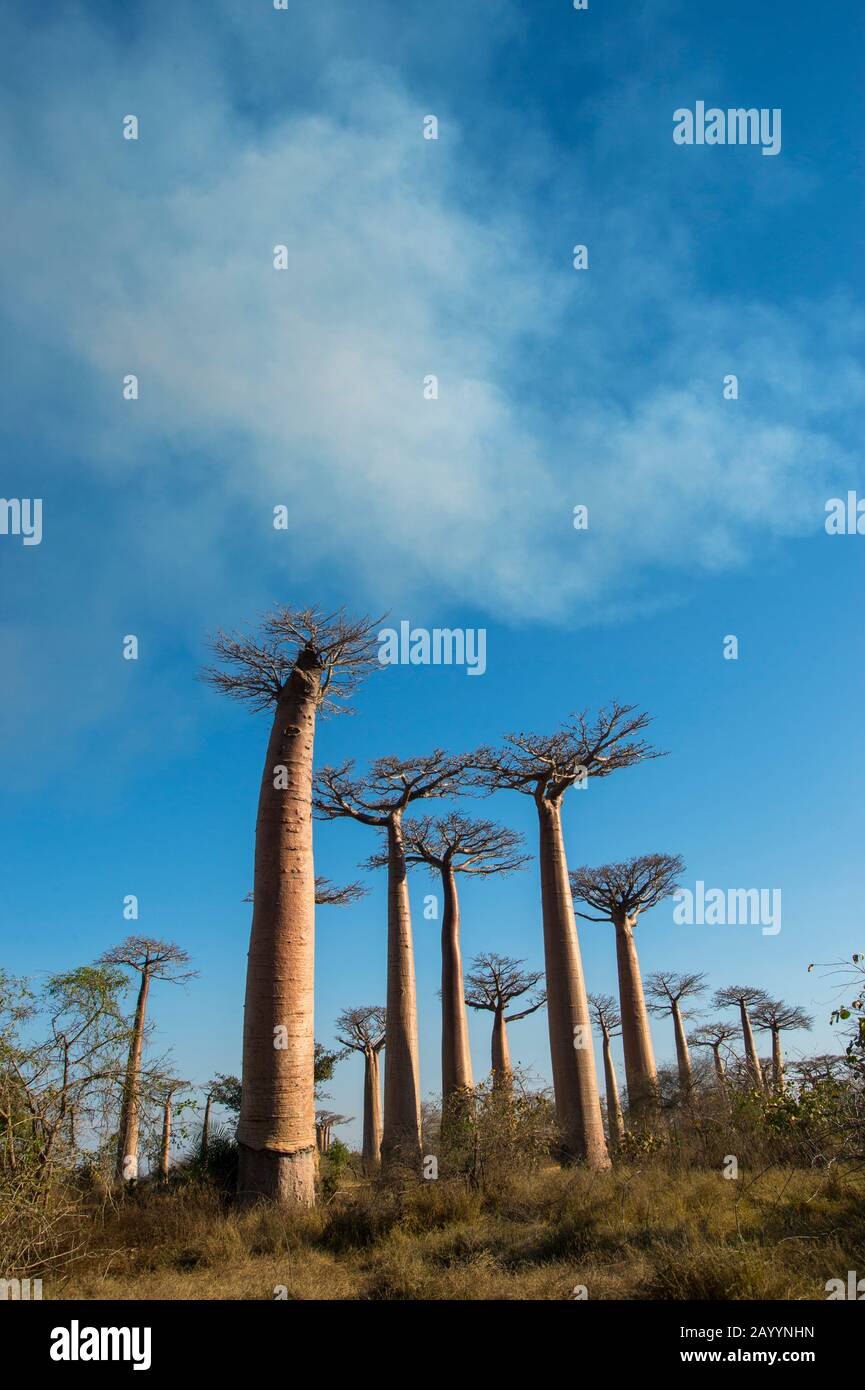 Baobab Alley with Grandidier's Baobab trees (Adansonia grandidieri Baill.) near Morondava, Western Madagascar. Stock Photo