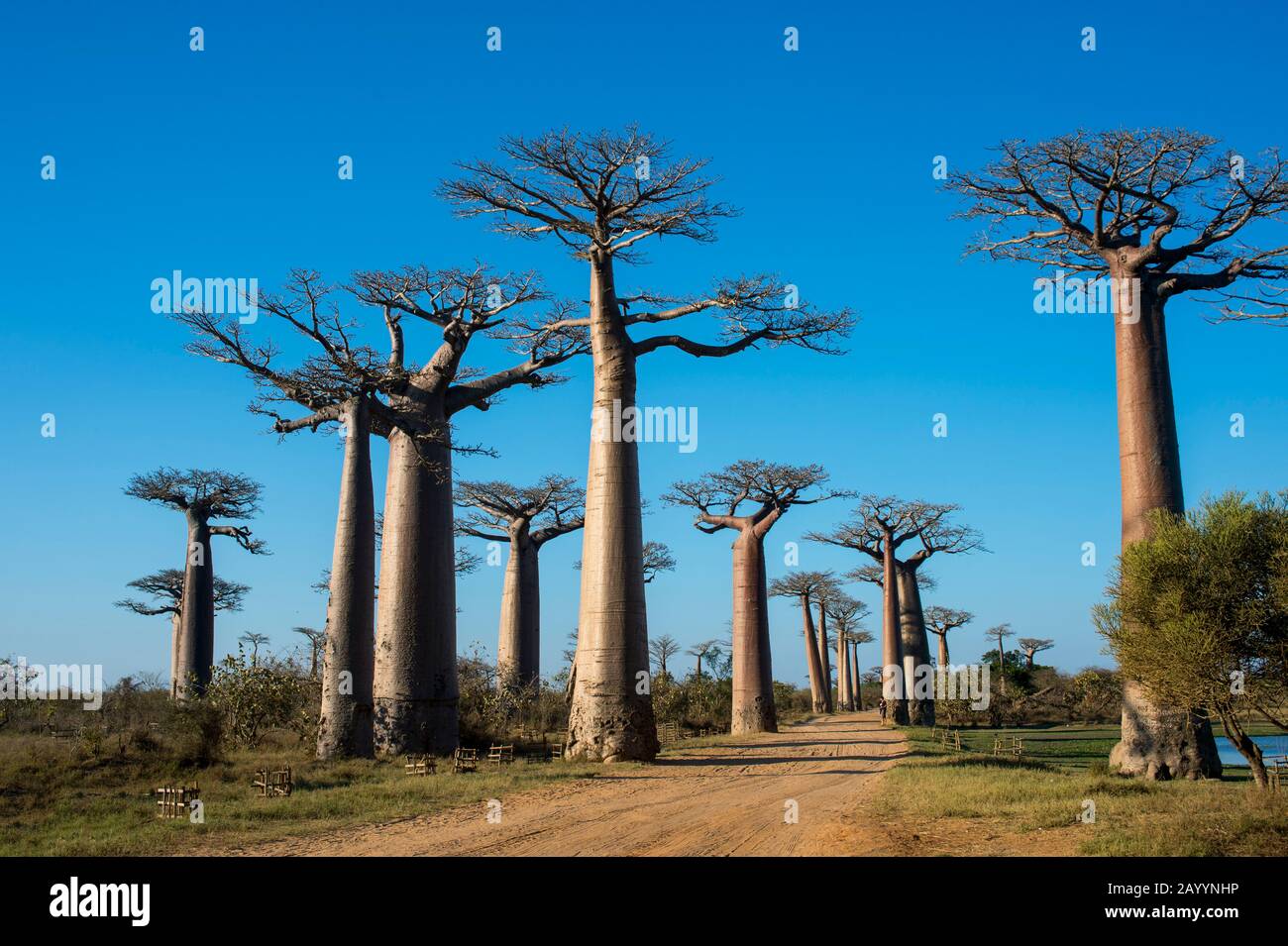 Baobab Alley With Grandidier S Baobab Trees Adansonia Grandidieri Baill Near Morondava Western Madagascar Stock Photo Alamy Baobab Alley With Grandidier S Baobab Trees Adansonia Grandidieri Baill Near Morondava Western Madagascar Stock Photo Alamy