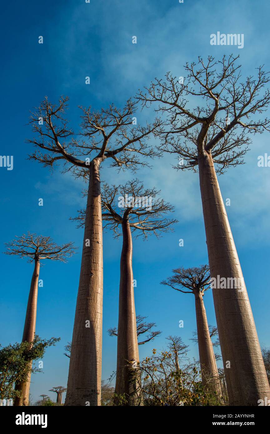 Baobab Alley with Grandidier's Baobab trees (Adansonia grandidieri Baill.) near Morondava, Western Madagascar. Stock Photo