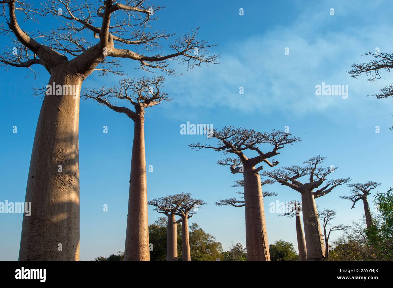 Baobab Alley with Grandidier's Baobab trees (Adansonia grandidieri Baill.) near Morondava, Western Madagascar. Stock Photo