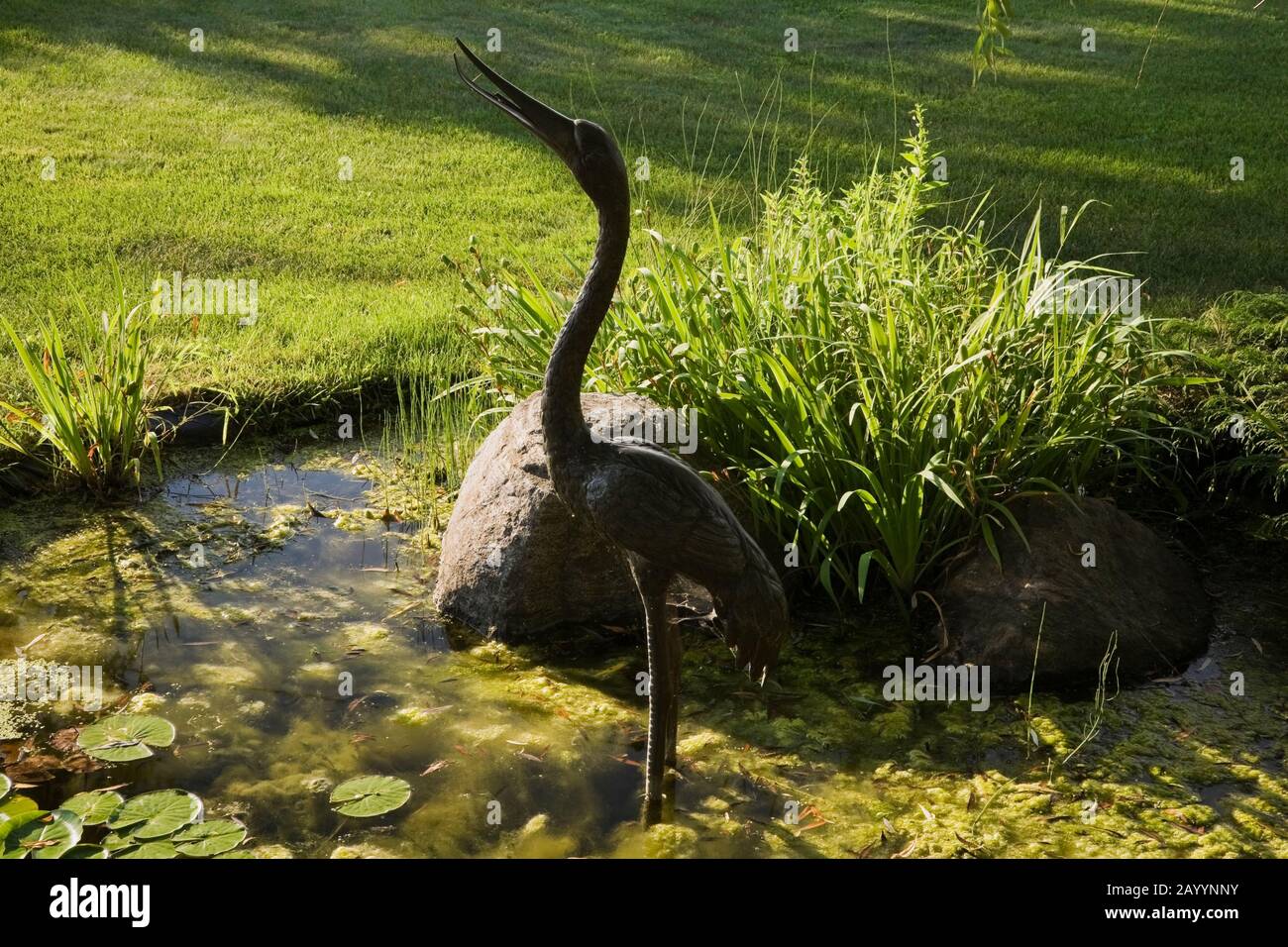 Heron bird sculpture in pond with Nymphaea - Water Lilies, green Chlorophyta - Algae in front yard garden in summer Stock Photo