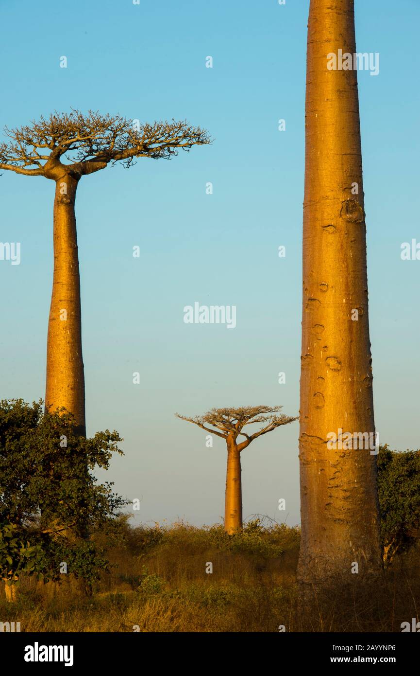 Grandidier's Baobab Trees (Adansonia Grandidieri Baill.) In Evening ...