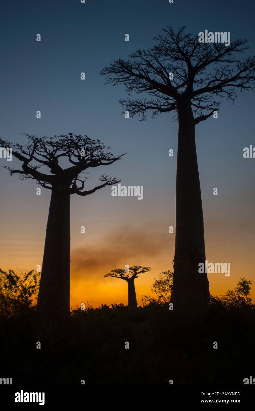 Sunset with Grandidier's Baobab trees (Adansonia grandidieri Baill.) near Morondava, Western Madagascar. Stock Photo