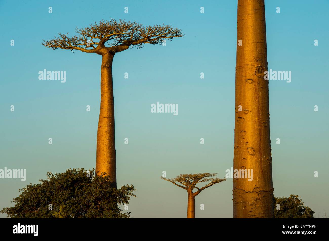 Grandidier S Baobab Trees Adansonia Grandidieri Baill In Evening Light At Baobab Alley Near Morondava Western Madagascar Stock Photo Alamy Grandidier S Baobab Trees Adansonia Grandidieri Baill In Evening Light At Baobab Alley Near Morondava Western Madagascar Stock Photo Alamy
