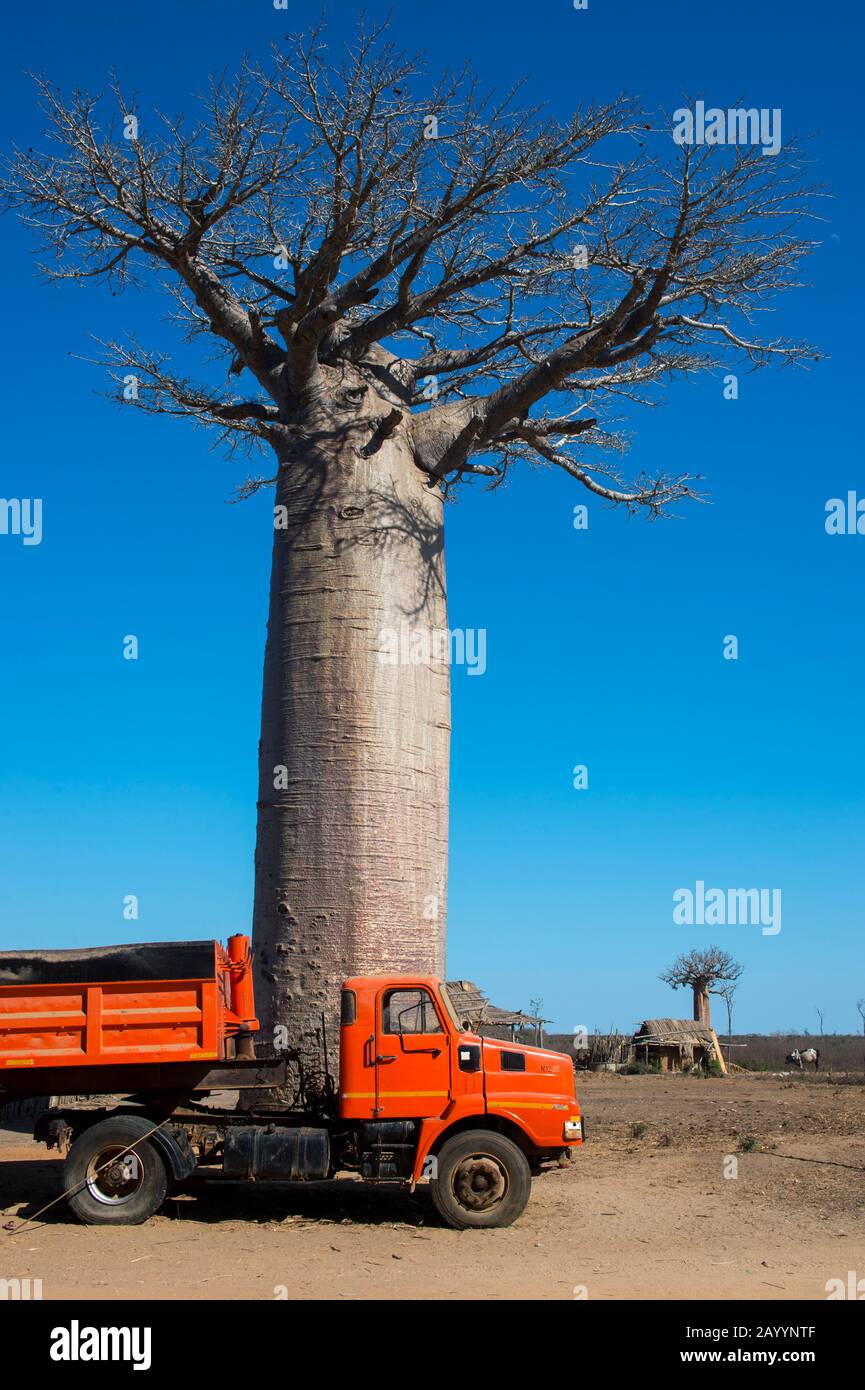 Truck parked in front of baobab tree near Kirindy Reserve, close to Morondava, Western Madagascar. Stock Photo