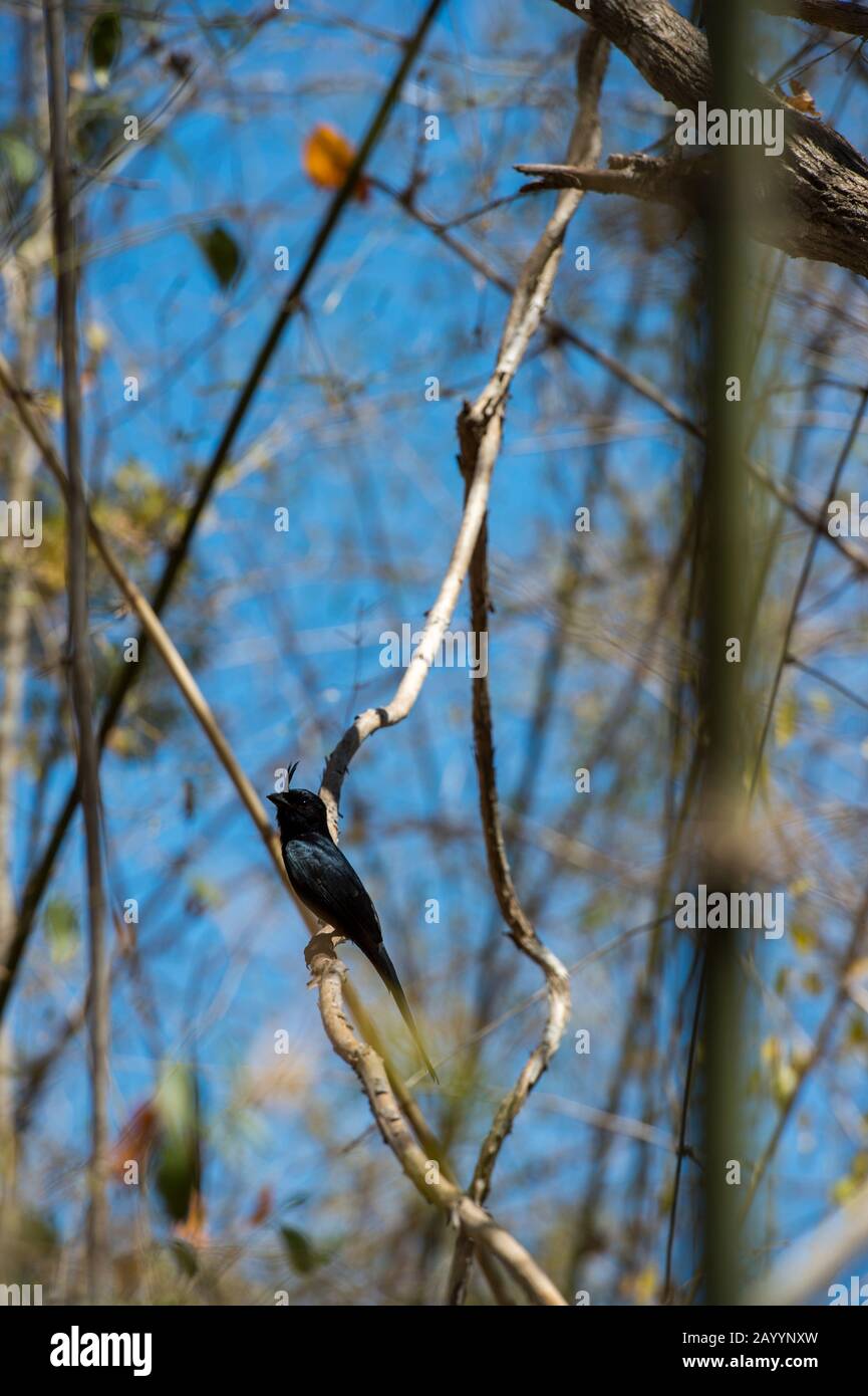 Crested Drongo (Dicrurus forficatus) at the Kirindy Forest Reserve, which is close to Morondava, Western Madagascar. Stock Photo