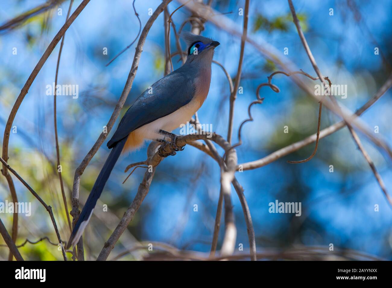 Crested Coua (Coua cristata) at the Kirindy Forest Reserve, which is close to Morondava, Western Madagascar. Stock Photo