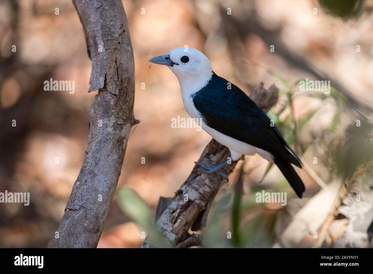 White-headed Vanga (Artamella viridis) at the Kirindy Forest Reserve, which is close to Morondava, Western Madagascar. Stock Photo