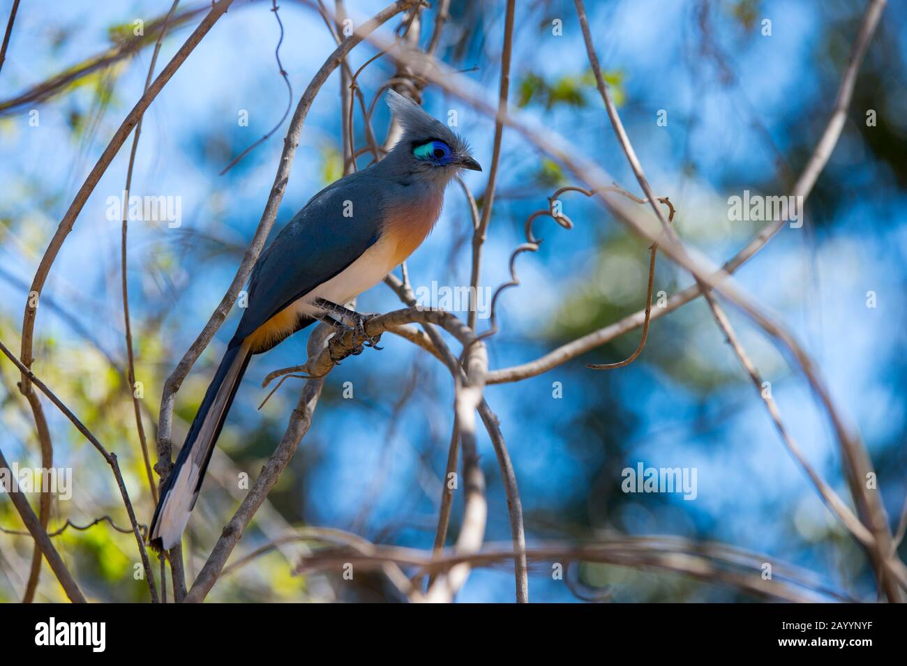 Crested Coua (Coua cristata) at the Kirindy Forest Reserve, which is close to Morondava, Western Madagascar. Stock Photo