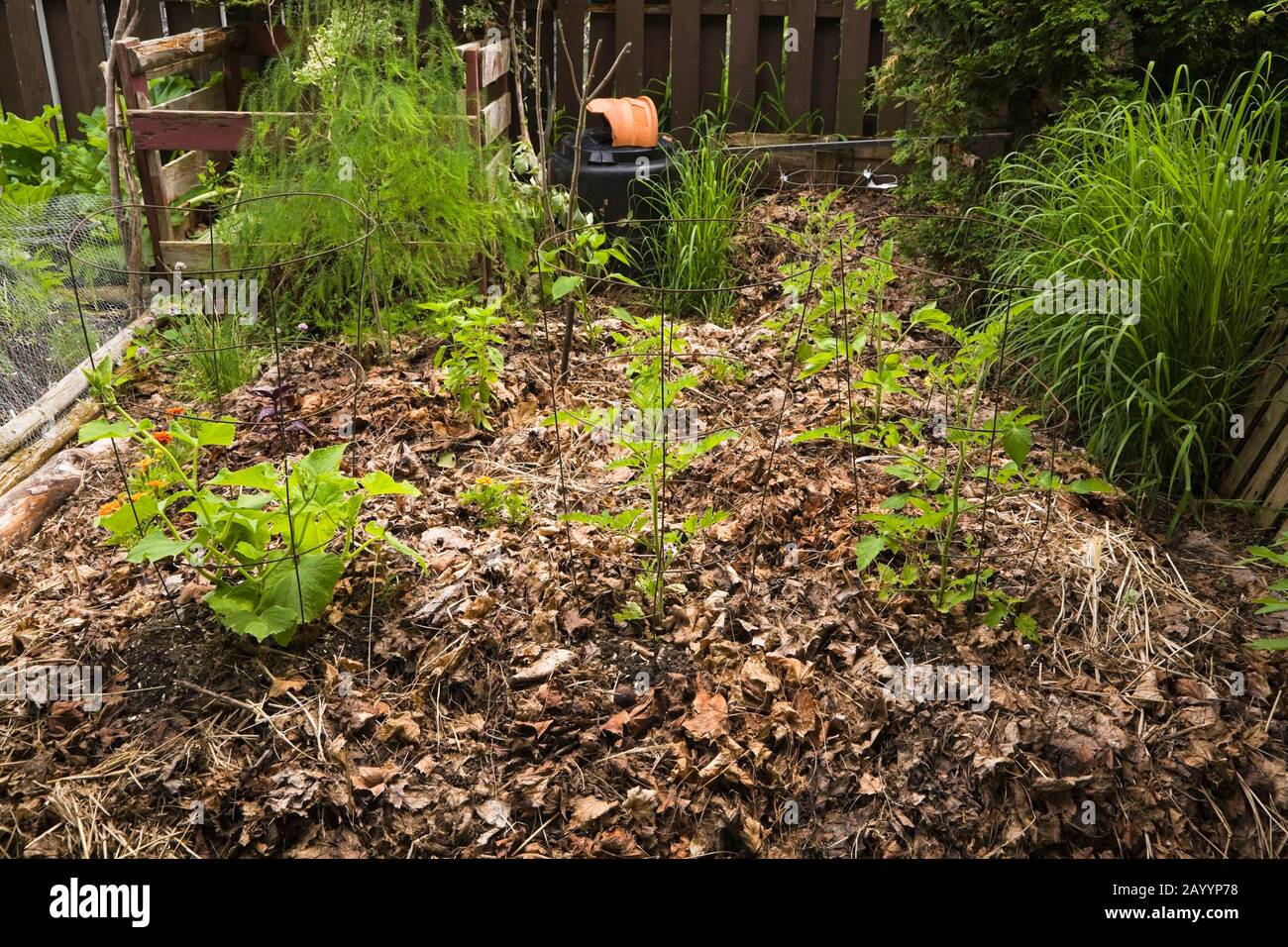 Tomatoe plants growing in dead leaf mulch border in backyard organic garden in late spring Stock Photo