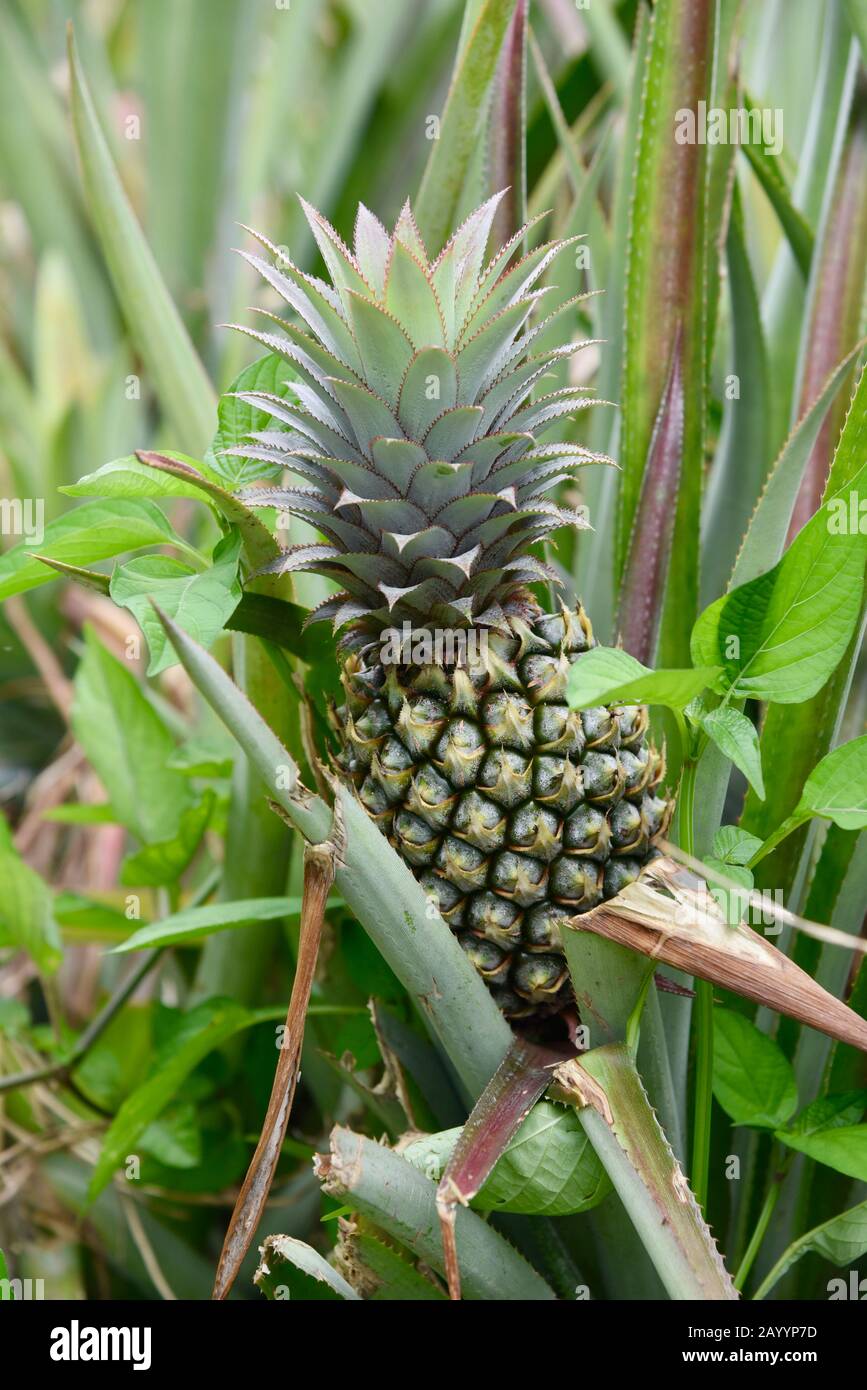 Young pineapple growing in a French Polynesian pineapple plantation