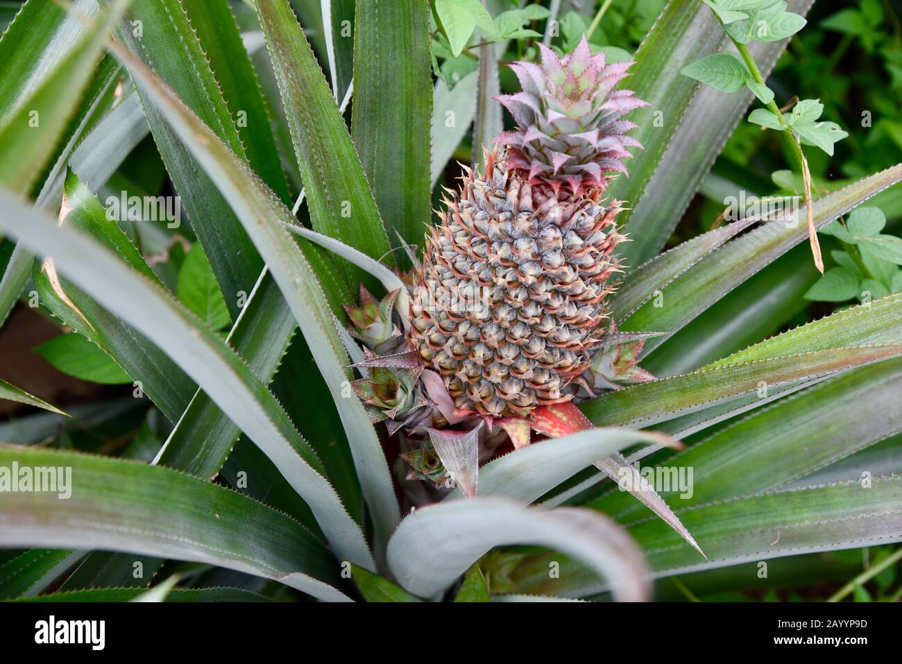 Young pineapples growing at a French Polynesian pineapple plantation. Stock Photo