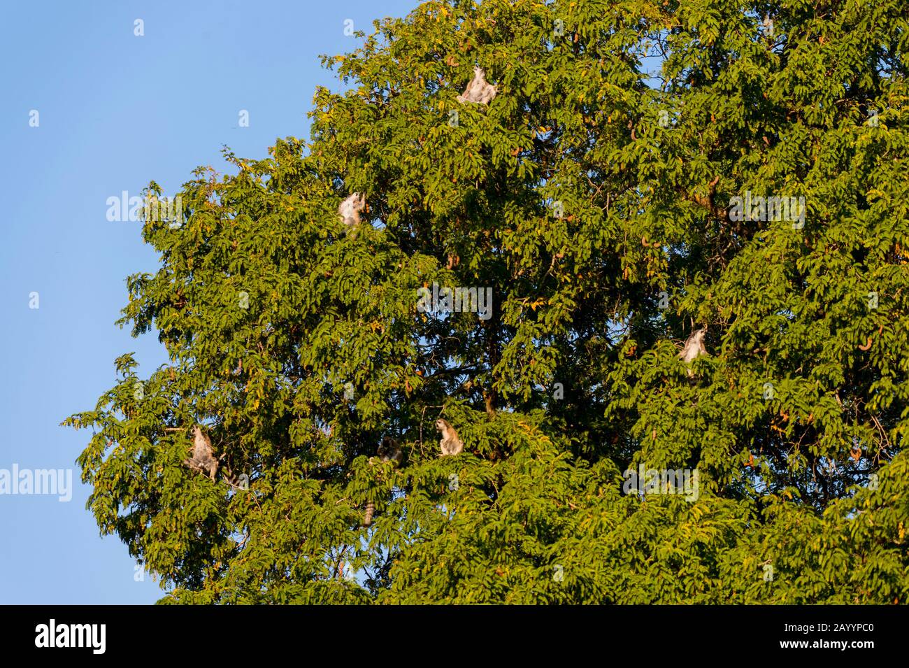 Tamarind tree hires stock photography and images Alamy