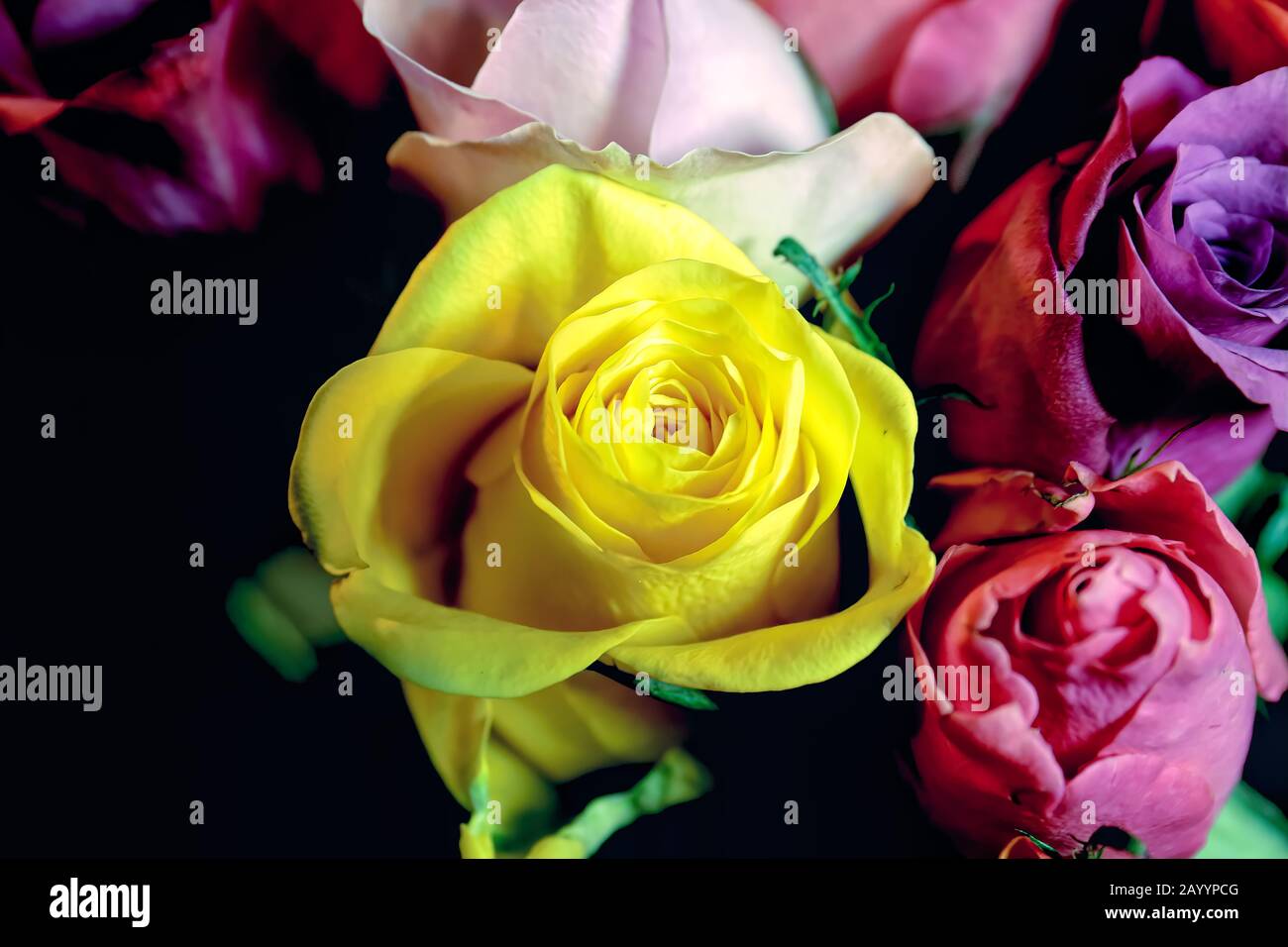 Flowers: Bright colourful roses of all colors in a nice beautiful ...