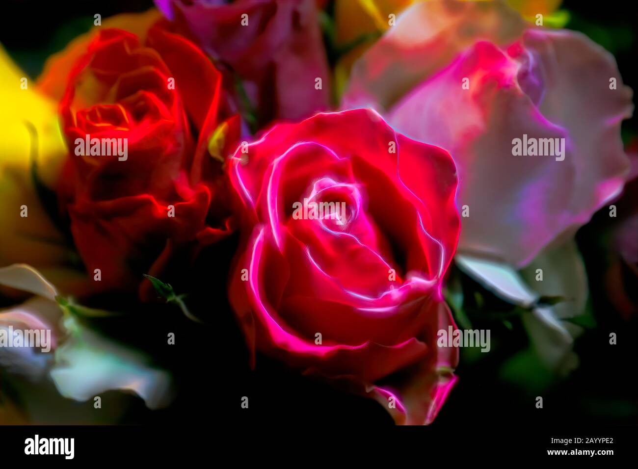Flowers: Bright colourful roses of all colors in a nice beautiful ...