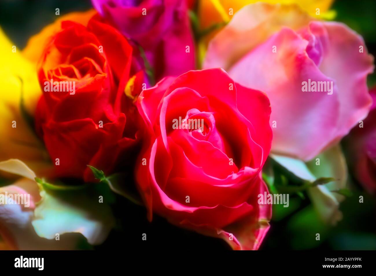 Flowers: Bright colourful roses of all colors in a nice beautiful ...