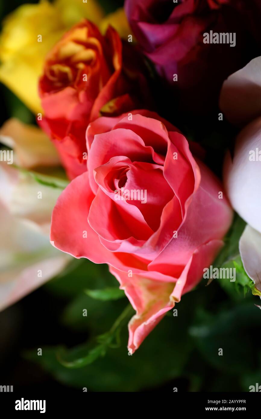 Flowers: Bright colourful roses of all colors in a nice beautiful ...