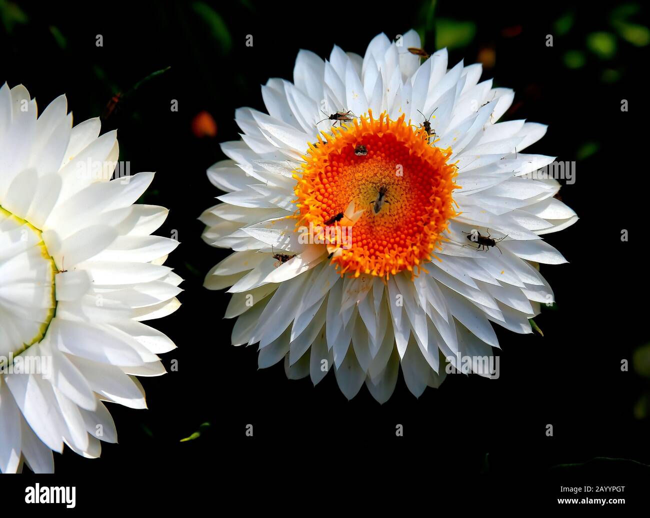Flowers Bright White Flower Petals With An Orange Center Outside In The Park At The Botanical Gardens Stock Photo Alamy