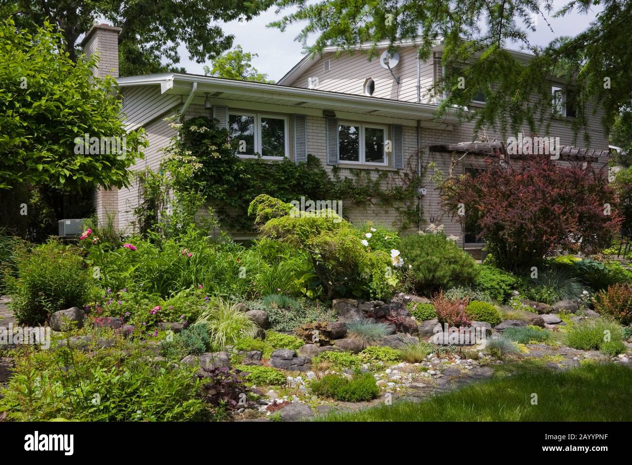 Back of house and rock edged border with various plants, shrubs, trees including purple Paeonia - Peony flowers, Festuca glauca 'Elijah Blue' - Fescue Stock Photo
