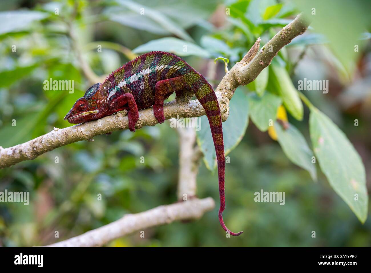 Male Panther Chameleon (Furcifer pardalis) at Mandraka Reserve near Moramanga, Madagascar. Stock Photo