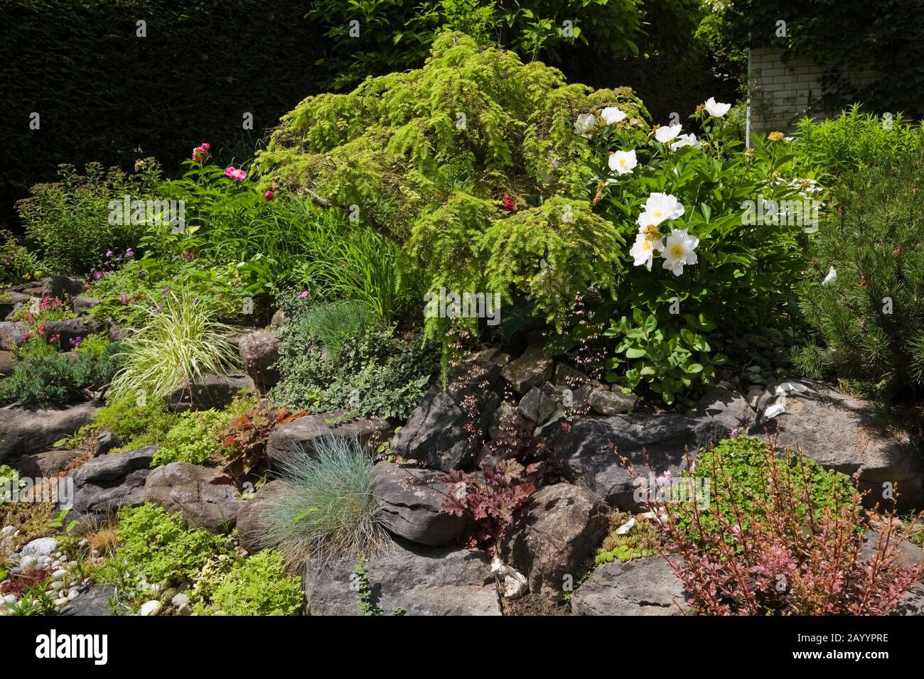 Rock edged border with  Berberis - Barberry shrub, white Paeonia - Peony flowers, Echeveria - Succulent plants, Festuca glauca 'Elijah Blue' - Fescue. Stock Photo