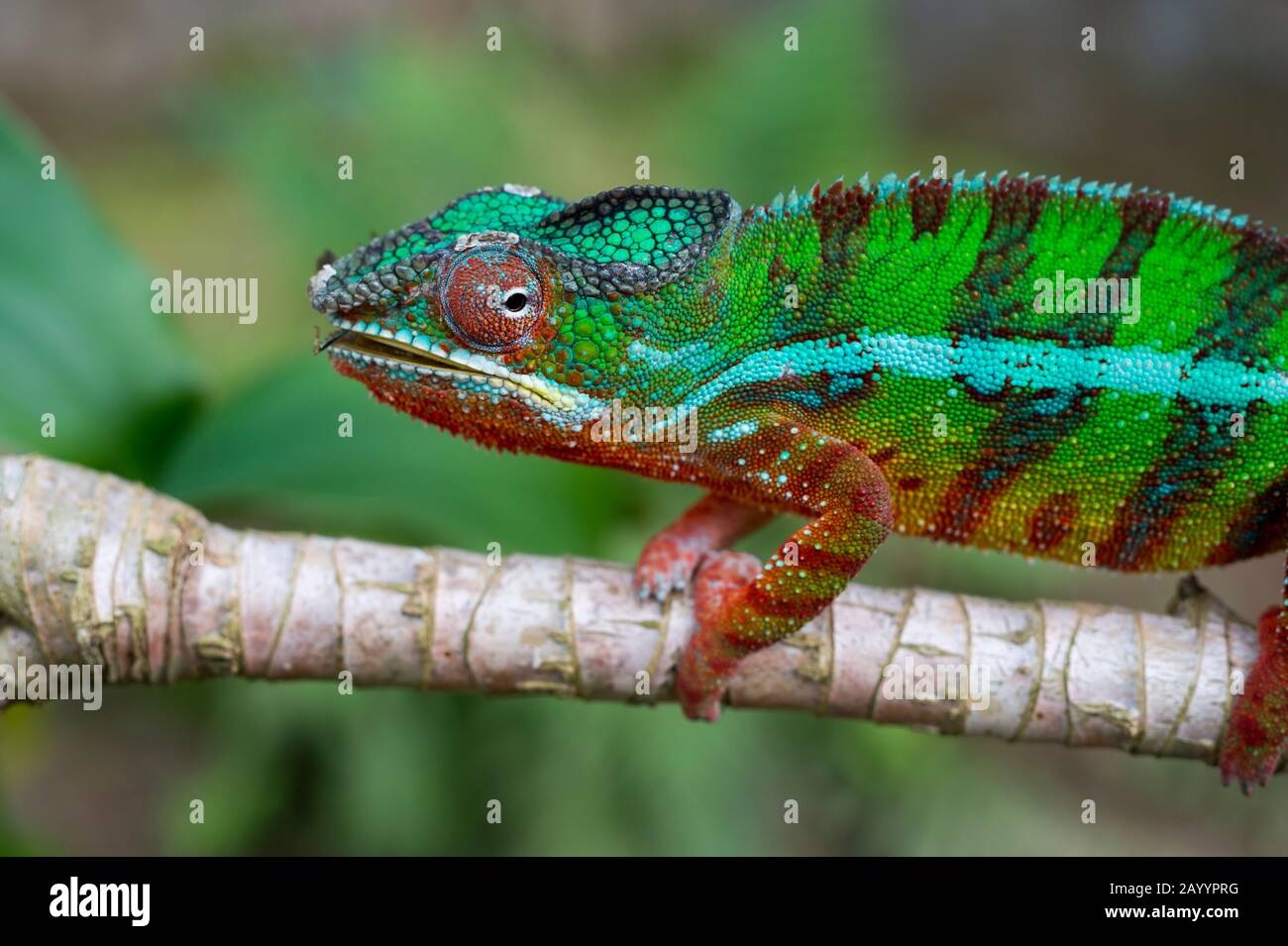 Close-up of male Panther chameleon (Furcifer pardalis) at Mandraka Reserve near Moramanga, Madagascar. Stock Photo